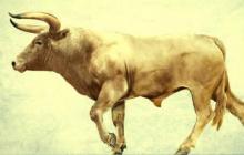 Дикий бык тур… Истреблённые человеком… Тур древнее животное