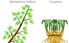 Листья растений. Развитие листа. Длительность жизни листьев. Листопад, его механизм и значение. Метаморфозы листьев Испарение воды растениями