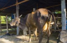 Парез у коров — причины, лечение и профилактика болезни