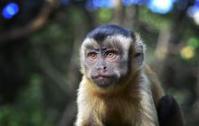 A majom évében született Nyilas férfiak és nők jellemzői A majom évében született Nyilas jellemzők