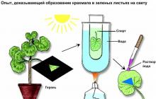 Photosynthesis: everything you need to know about it