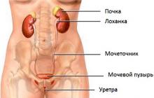 ქალისა და მამაკაცის სხეულში ადამიანის შინაგანი ორგანოების ადგილმდებარეობის დიაგრამა